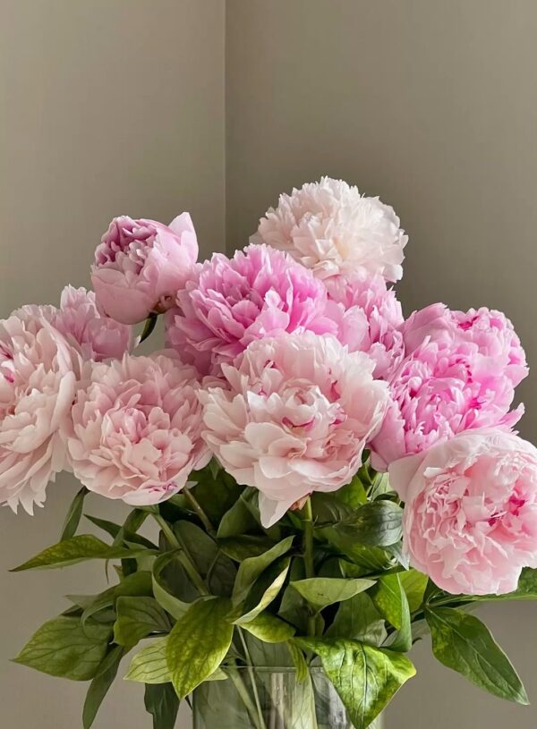 Les plantes en feng shui : pourquoi elles sont essentielles dans un intérieur harmonieux ?